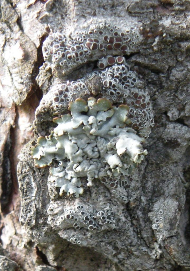 Licheni sul Pizzo Camino